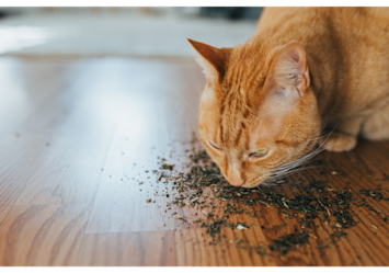 An orange tabby cat enjoys scattered catnip on a wooden floor, demonstrating the natural attraction cats have to this herb.