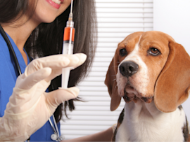 A veterinarian preparing the rabies vaccine shot for dogs in front of the brown and white beagle dog who's looking so worried.