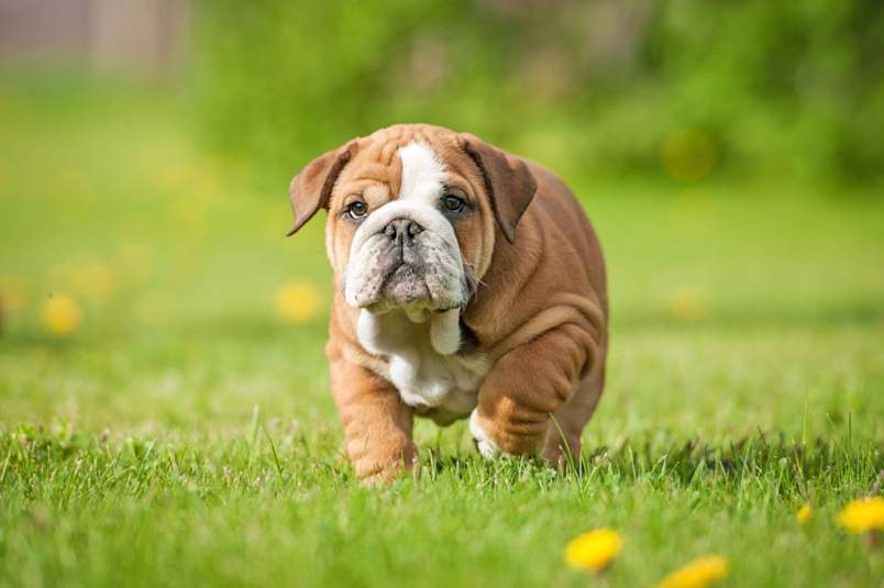 English bulldog running outside