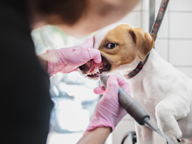 Are dogs required to undergo teeth cleaning? In this image, you can see a veterinarian cleaning a dog's teeth. But the question is, are dogs required to undergo teeth cleaning? and are there any complications from dog dental cleaning?
