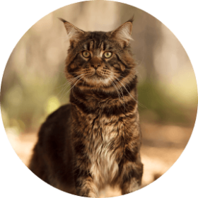 Main Coon Cat Breed Information