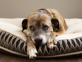 This brown dog with a shiny coat looks guilty as it sits on a soft white cushion bed, having ingested a foreign object. If you're wondering how to induce vomiting in a dog safely, it's important to consult a veterinarian for guidance.