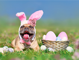 A smiling dog looking all excited for his very own easter dog egg hunt, because his owner followed dog-friendly Easter eggs and safety tips keeping safe from harm's way. And, a step away from accidents by protecting this furry friend with pet insurance.
