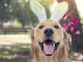 Easter pet dangers