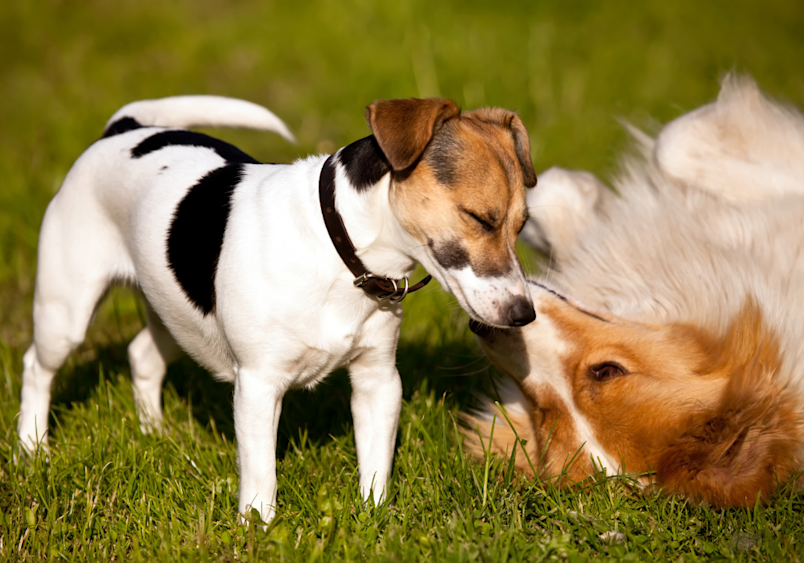 Two dogs playing