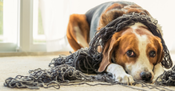 beagle on floor under blanket