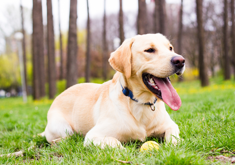 This healthy Labrador Retriever enjoys outdoor playtime, though like many dogs, the breed can develop lipomas in dogs as they age.