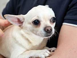 A small white Chihuahua with large, expressive dark eyes nestled closely in its owner's arms, appearing wide-eyed and uneasy. This image perfectly captures the moment many pet parents start asking why is my dog shaking, especially with small breeds like Chihuahuas that are prone to trembling.