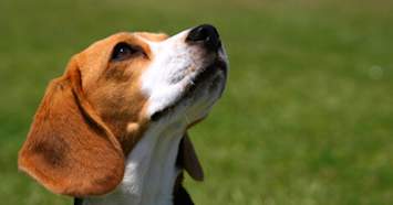 Beagle