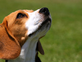 Beagle