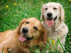 Two golden retrievers, one deep red and one pale cream, sit side by side in a field of grass and wildflowers, tongues out and looking content.