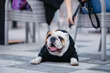 English bulldog laying with owner
