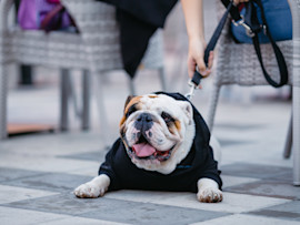 English bulldog laying with owner