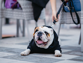 English bulldog laying with owner