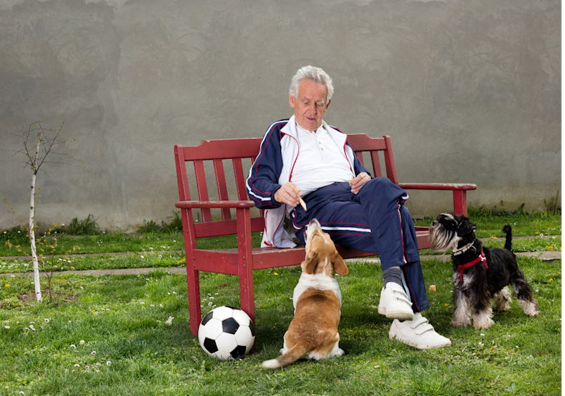 This charming photograph shows a silver-haired gentleman relaxing on a red wooden bench in his backyard, enjoying a quiet moment with two of the best small dogs for seniors. A Beagle sits attentively at his feet, gazing up with eager anticipation, while a Miniature Schnauzer stands nearby, both breeds consistently ranked among the best dog breeds for seniors and retirees.