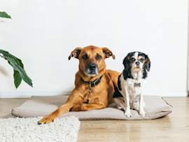 A calm brown mixed-breed dog and a small black, white, and tan King Charles Spaniel resting peacefully together on a soft cushion in a bright, modern home. While both dogs look comfortable, smaller breeds like the Cavalier King Charles Spaniel are especially prone to tracheal collapse, making this image ideal for content covering collapsed trachea in dogs.