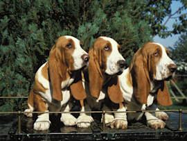 Three basset hounds with droopy ears and gentle expressions sit side by side on a bench, exemplifying why they're considered among the calmest dog breeds for families looking for laid-back, mellow companions rather than high-energy pets.