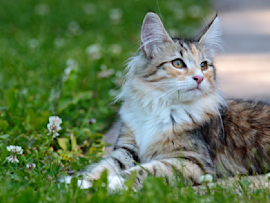 A majestic female looking Cat with luxurious long fur in shades of brown and cream lounges gracefully in green grass dotted with small white wildflowers, her alert amber eyes gazing upward with a gentle expression that would suit girl cat names like Luna, Willow, or Flora.