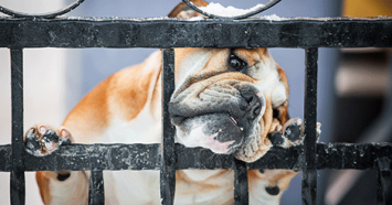 bulldog with head on fence