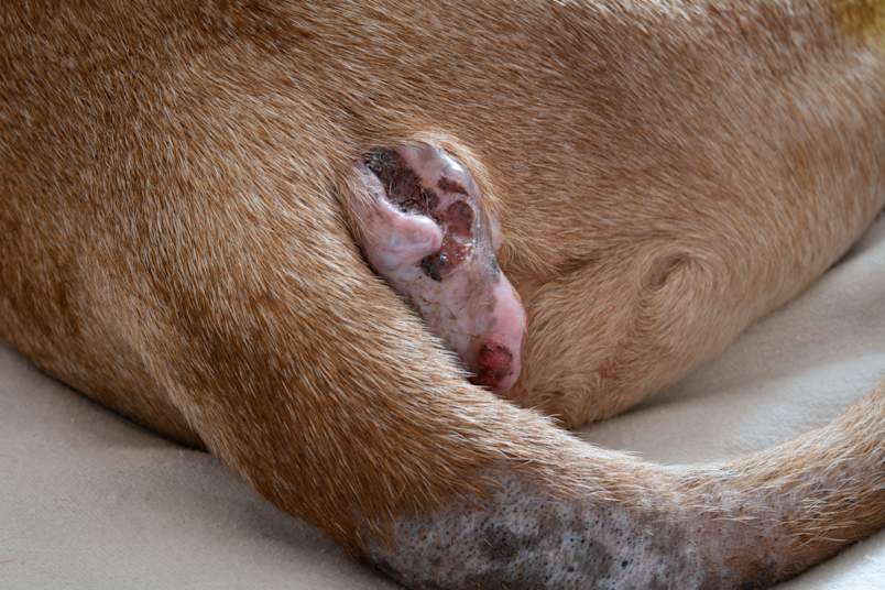 A close-up showing a raised, ulcerated growth in the perianal area of a short-haired tan dog.