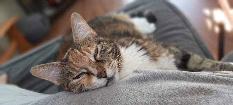 A cat resting on a couch after getting spayed