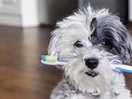 Dark gray and white Maltese dog holding a toothbrush in it's mouth.