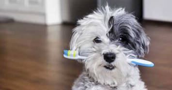 Dark gray and white Maltese dog holding a toothbrush in it's mouth.