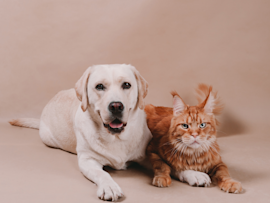 A cream-colored Labrador retriever lies beside an orange tabby Maine Coon cat against a neutral beige background, perfectly illustrating how certain cat breeds naturally get along with dogs, with both animals appearing relaxed and comfortable in each other's company.