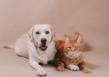 A cream-colored Labrador retriever lies beside an orange tabby Maine Coon cat against a neutral beige background, perfectly illustrating how certain cat breeds naturally get along with dogs, with both animals appearing relaxed and comfortable in each other's company.