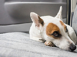 terrier on car seat