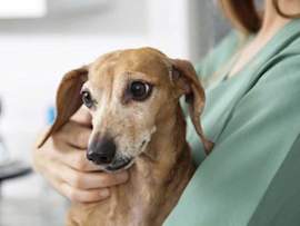 A small, concerned-looking Dachshund being held by a veterinarian.