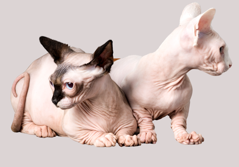 Two adorable Bambino kittens lounging side by side – the one on the left sporting gorgeous dark points on its ears and face, while its companion shows off a creamy white coat, both with their trademark wrinkled skin, short Munchkin legs, and those huge bat-like ears that make these hairless little gremlins so impossibly cute yet alien-looking.