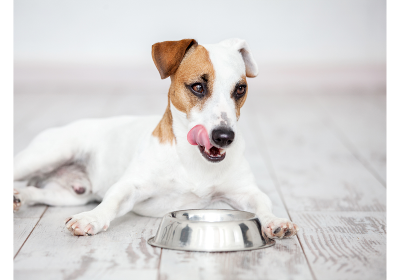 Adorable Jack Russell Terrier with its pink tongue out and paws positioned near a stainless steel water bowl demonstrates how proper hydration habits can help prevent dog tear stains