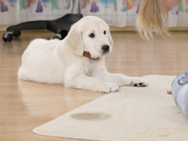 puppy laying by urine stain on carpet