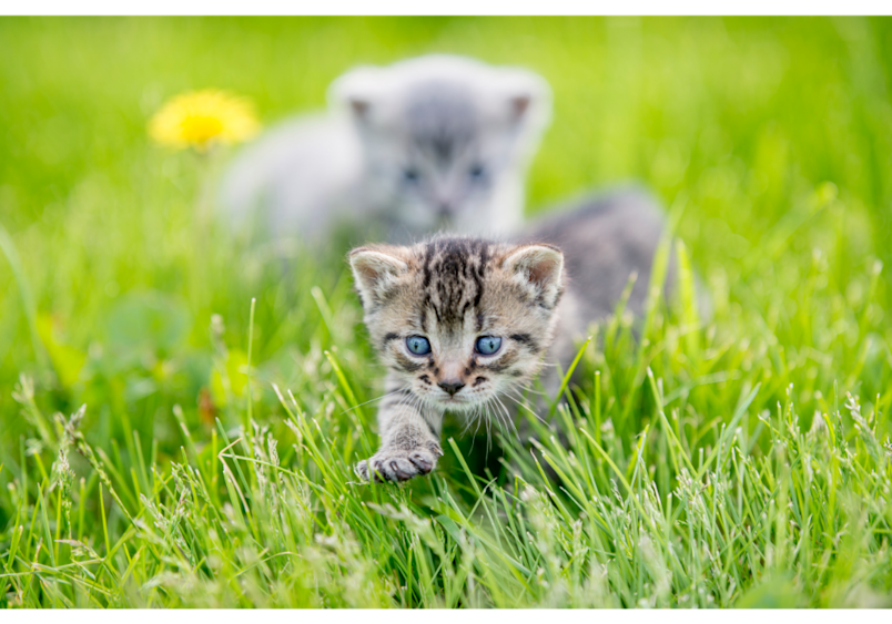 Cute tabby kittens exploring the grass demonstrate natural playful behavior as they develop their social skills.