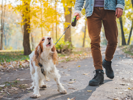 A dog barking while on a leash during a walk with its human, raising questions about debarking a dog and the impact of dog vocal cord removal or devocalization.