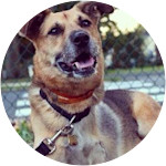 Boddah - Mixed Breed Dog