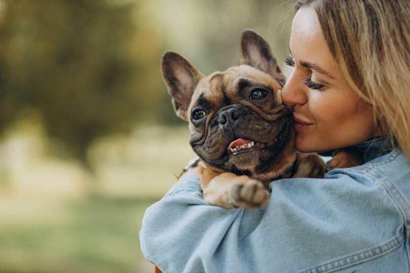 Cute french bulldog being held by owner.