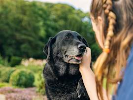 This young girl is gently patting her aging black labrador retriever who is still full of love to give. But, with the overflowing love dogs can give, their pet insurance premiums also tend to increase as they get older.