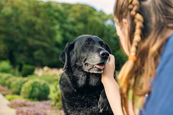 This young girl is gently patting her aging black labrador retriever who is still full of love to give. But, with the overflowing love dogs can give, their pet insurance premiums also tend to increase as they get older.