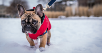 French Bulldog in Snow