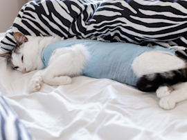 This cute cat has been found to be comfortably recovering at home after spay. Is it true that cats calm down after being spayed?