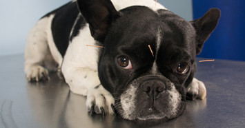 French Bulldog getting acupuncture