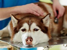 sad husky at the vet