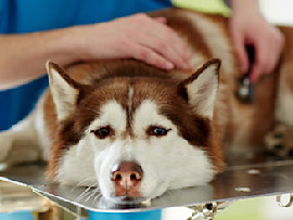 sad husky at the vet