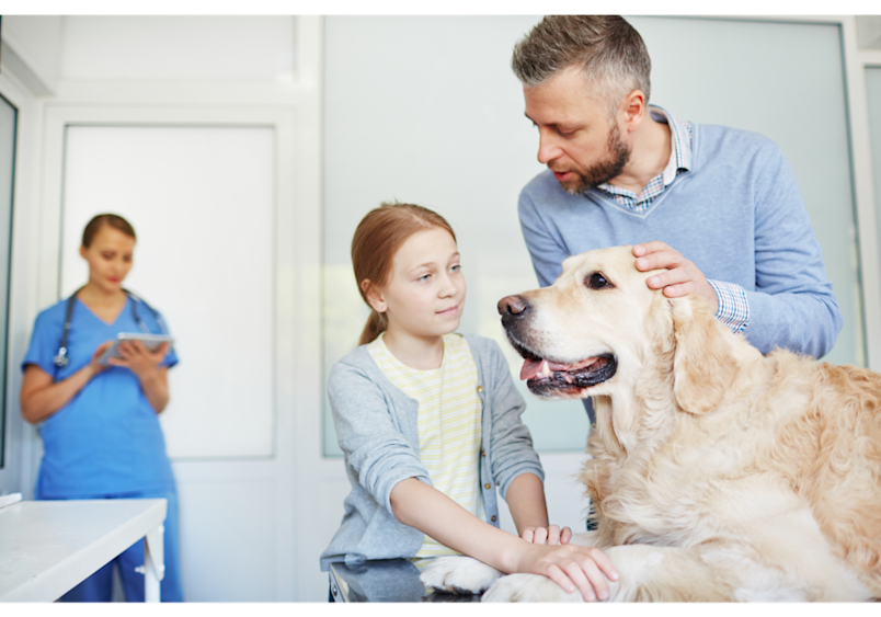 This veterinary visit demonstrates how regular urine testing is part of comprehensive pet healthcare, with the family learning how to get a urine sample from a dog for future monitoring.