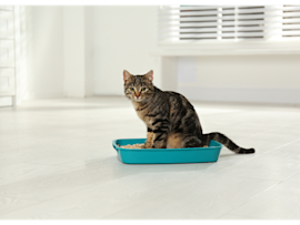 A young tabby kitten demonstrates successful litter box training by sitting in a blue litter box, showing how to train a kitten to use a litter box effectively.