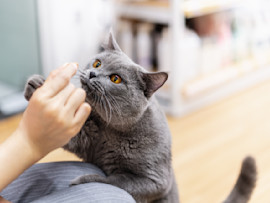 a grey cat with a high cost of ownership with his owner