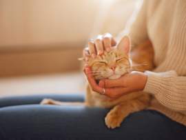 An orange tabby cat closes its eyes in pure contentment as its owner gently cradles its face — a tender moment that every cat parent wishes could last forever. One of the most common questions pet owners ask is "how long do cats live?" and the answer depends on a variety of factors including breed, diet, lifestyle, and access to regular veterinary care.