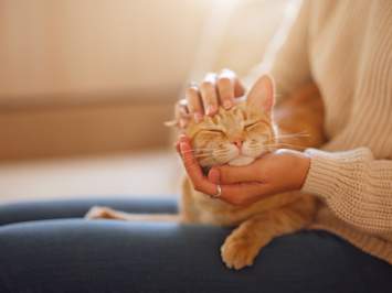 An orange tabby cat closes its eyes in pure contentment as its owner gently cradles its face — a tender moment that every cat parent wishes could last forever. One of the most common questions pet owners ask is "how long do cats live?" and the answer depends on a variety of factors including breed, diet, lifestyle, and access to regular veterinary care.
